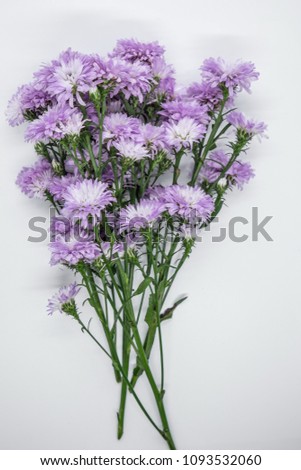 purple margaret flowers on white background