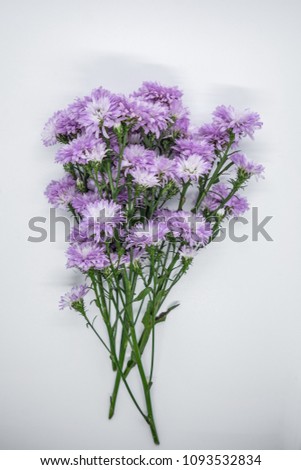 Purple margaret flowers on white background