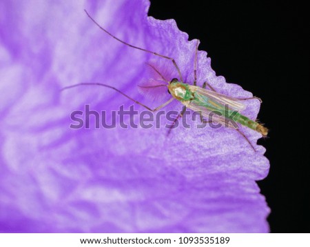 Small Chironomid midge on purple flower from macro photography with blurry background