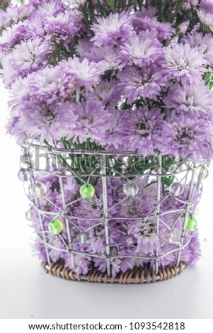 Purple margaret flowers arrangement on white background