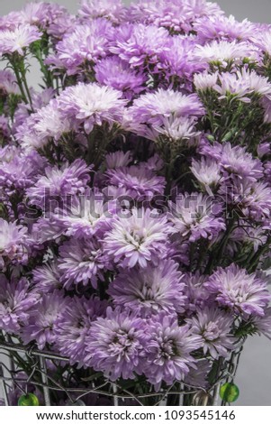 Purple Margaret flowers on white background
