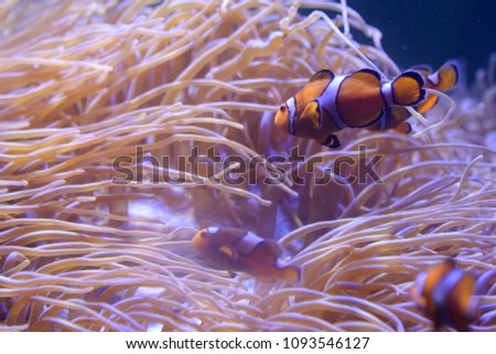 Orange color nemo clown fish swim in the deep sea with beautiful white and brown sea anemone as background.