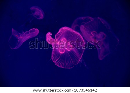 Red jelly fish swim in black dark deep sea background show bright shiny beautiful color 