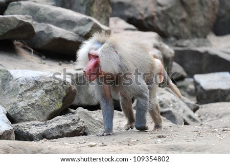 Adult baboon on the walk