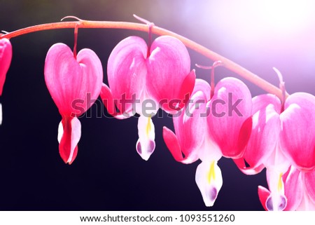 Purple colorful natural background. Blooming bleeding heart flowers. Beautiful flowers named Dicentra in form of hearts. Spring floral composition in pink and white colors. 