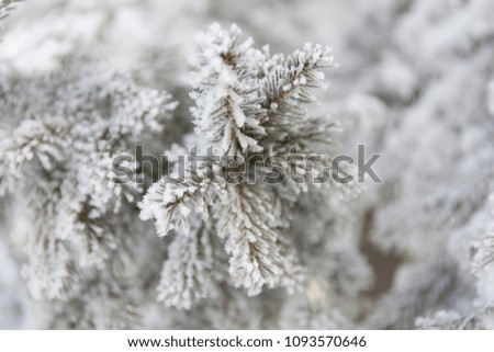 Snow-cowered fir branches. Cold winter forest background. Frost