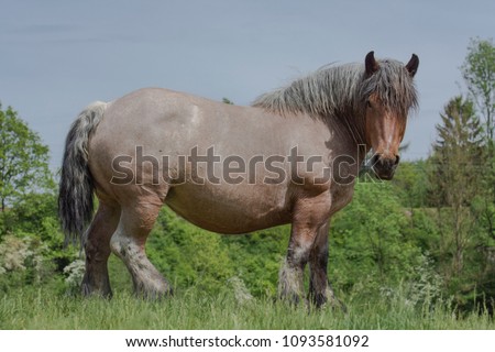 Belgian draft horse