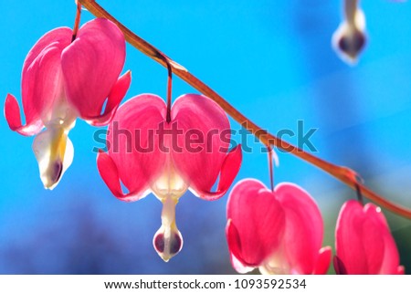 The heart shaped pink and white flowers of Bleeding Heart. Lyre flowers on background of blue sky as music conceptual picture. Dicentra flower is blossom in the beautiful day, in the morning time. 