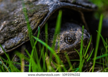 Common Snapping Turtle sunbathing on a spring afternoon in the Adirondacks.