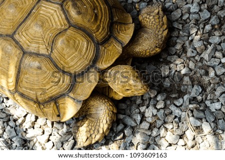 Turtles on the stones