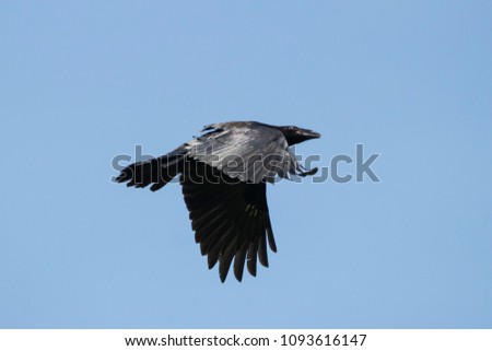 Raven flying in sky. Large black crow. Bird in wildlife.