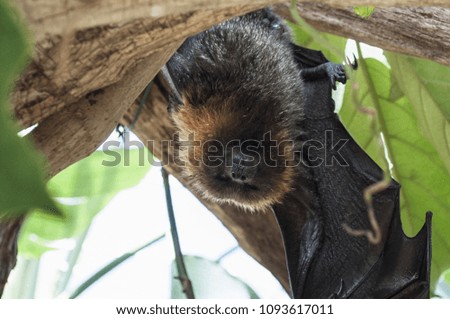 A huge sloth bat is resting between the green leaves of a three in the rain forest.