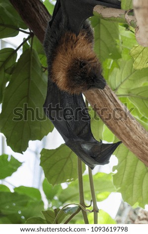 A portrait of a sloth bat with open wings between the green leaves of a three. Rain forest.