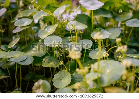 closeup small plants