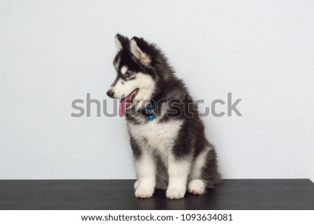 cute black siberian husky dog wooly coat puppy