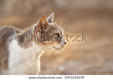 Cute cat pet