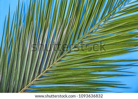 Tropical palm leaves on pastel blue background.