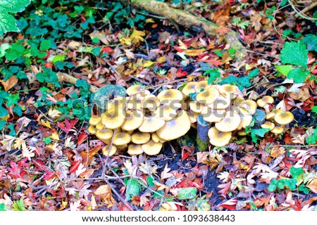 Mushrooms in the forest, autumn leaves