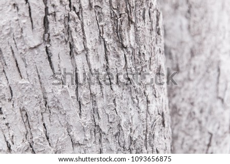 White wood texture can use as natural background. The trunk of the tree is painted white. Protection from rodents. Close-up.