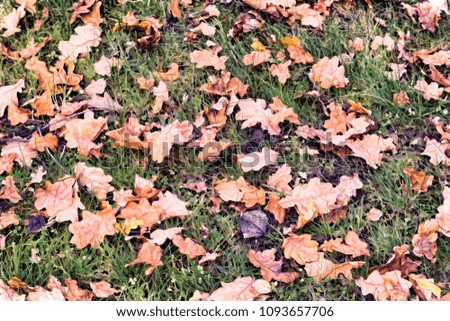 On the ground among the grass lie bright yellow and orange autumn oak leaves fell from the trees.