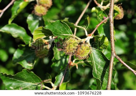nut cupules of female flowers of fagus sylvatica, the european beech tree Royalty-Free Stock Photo #1093676228