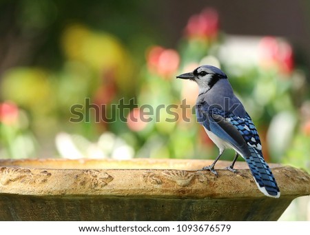Beautiful blue jay bird getting ready to take a drink from a fountain.  The blue jay is native to North America and is one of the loudest and most colorful birds in back yards.  Royalty-Free Stock Photo #1093676579