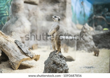 A small meerkat stands on its hind legs and looks out for prey.
