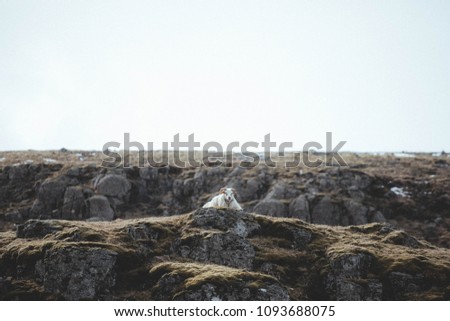 Icelandic Landscapes Nature