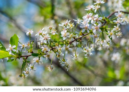 Beautiful bright background of blooming cherry on blue
