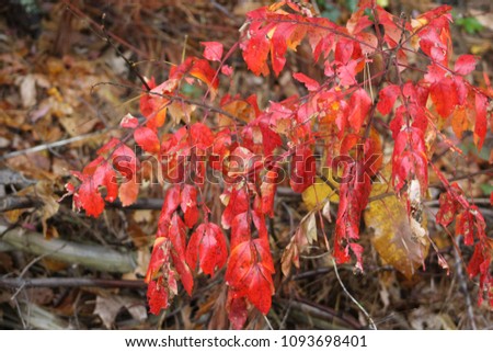 Close up image of color-transitioning leaves in fall/autumn
