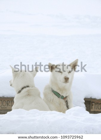 
A pair of almost twin alaskan huskies rest in front of their homes back to back					