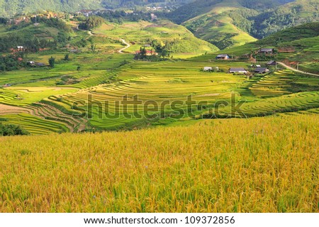 rice terraces in Sapa, Vietnam