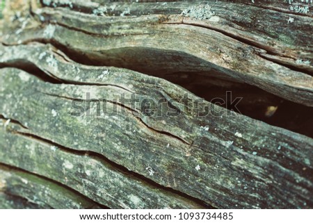 closeup photo of a wooden log with a unique texture