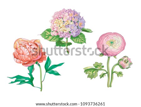 Beautiful gentle flowers isolated on white background. Hydrangea and peony. A large bud and inflorescence on a stem with green leaves. Botanical vector Illustration