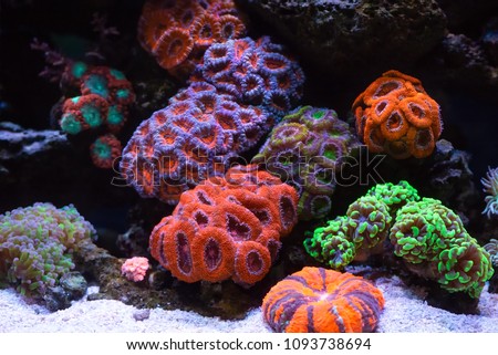 Coral reef colony Royalty-Free Stock Photo #1093738694
