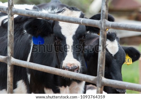 Young Dairy cow stands behind bars staring at the camera Royalty-Free Stock Photo #1093764359