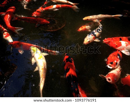 Colorful koi fish, carp fish swimming in the water