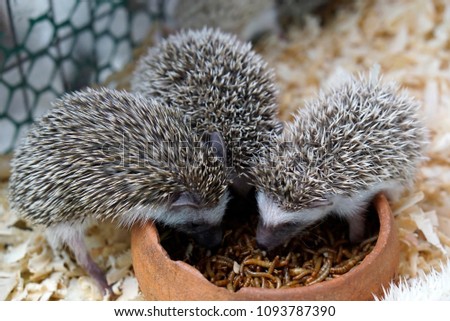 The European Hedgehog are eating the worms in the bowl.