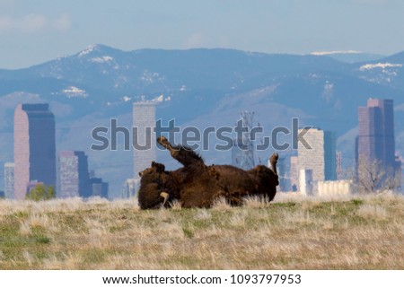 Bison takes a mud bath at Rocky Mountain Arsenal National Wildlife Refuge, suburban Denver, with skyline in background