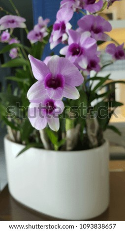 pot of pink orchid flower and green leaves