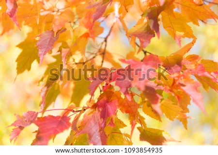 Colorful autumn leaves blur background. Royalty-Free Stock Photo #1093854935