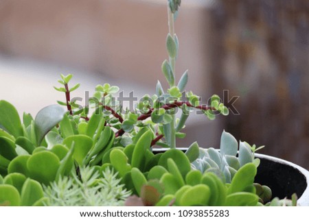 Succulent plants in potted ceramic container garden on patio.