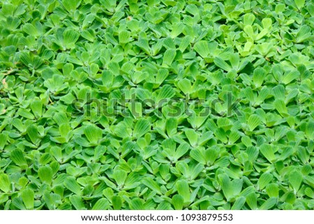 Water Lettuce on background., Aquatic Plant
