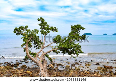 The tree on the rocks by the sea.