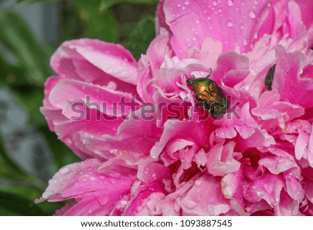 May beetle, on a lush pink peony blooming in the garden.
