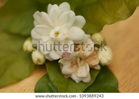 White flower, Jasmine (Jasminum sambac L.) with water droplets, in soft blurred style, with green leaves blur background and space for text, macro. Thailand.