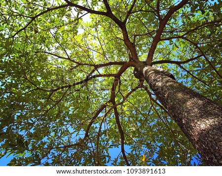 photo up to the tree top shot from below Royalty-Free Stock Photo #1093891613