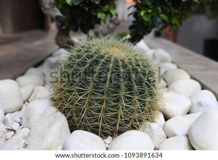 Ball-shaped cactus amongst white stones, blurry bokeh green leaves in background