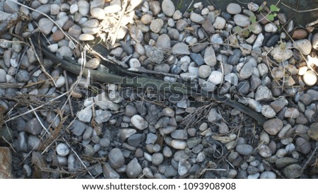 twigs, gravel and stones