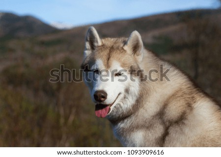 Close-up Portrait of gorgeous beige and white Siberian Husky dog in the forest on mountains background.